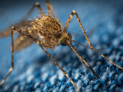 About OakLine Shield - residential pest control experts in Sacramento